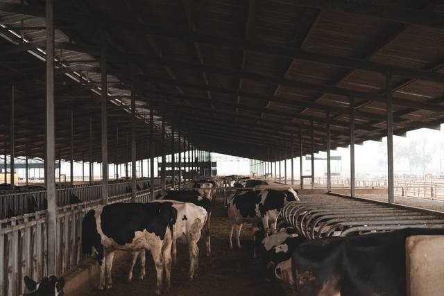 Agriculture & Dairy